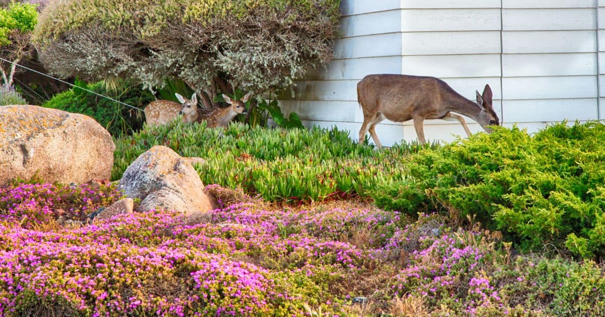 Do Coffee grounds keep deer away from gardens?