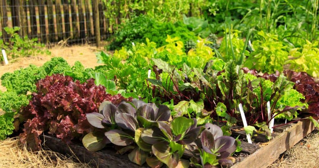 Healthy Vegetable Garden