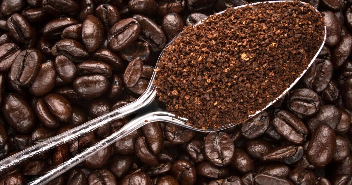 Coffee beans in the background with a clear plastic spoon holding coarse ground coffee beans