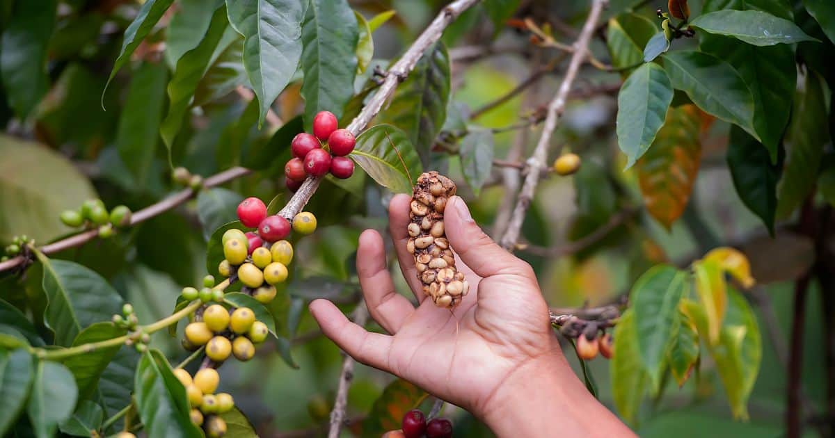 Is Kopi Luwak Worth the Hype? The Truth Behind Civet Cat Coffee