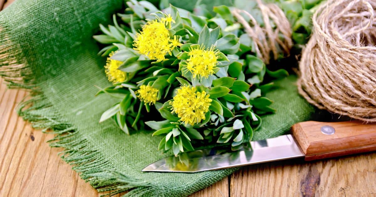 Rhodiola Sprigs on a green burlap napkin wrapped in twine.