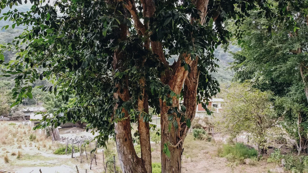 Capomo Tree in South America